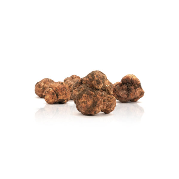 Tartufo-Bianchetto-Marzuolo-Tuber-Borchi-Vitt-Tuber-Albidum-Pico-La-Rocca-Tartufi-600x600.jpg